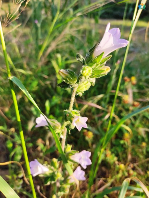 Çan Çiçeği (Campanula lyrata): Türkiye'nin Endemik Güzelliği — inline image