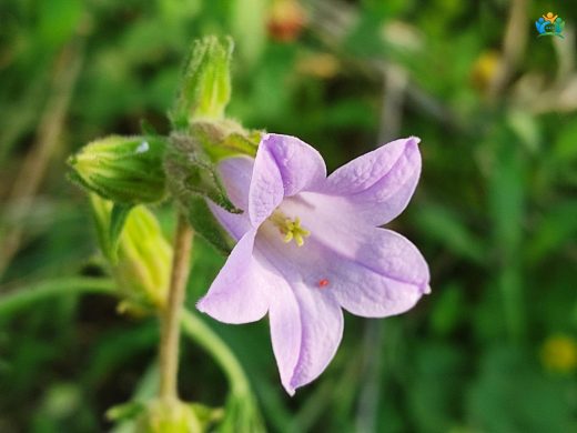 Çan Çiçeği (Campanula lyrata): Türkiye'nin Endemik Güzelliği — inline image