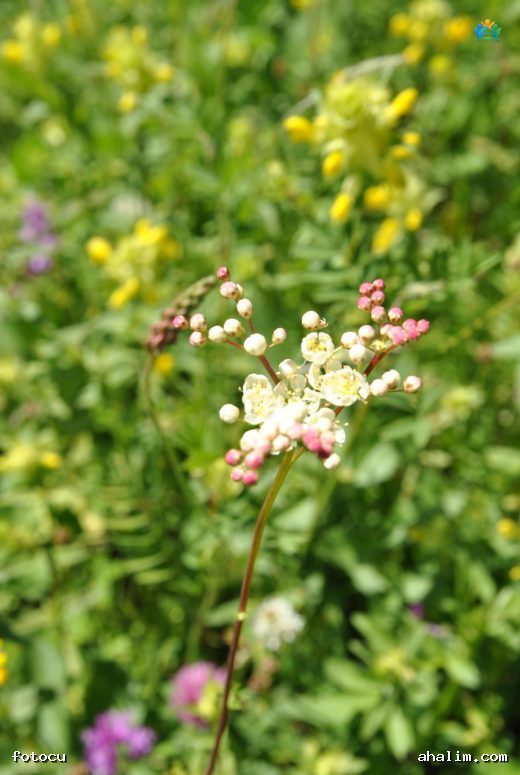 Çayır Melikesi (Filipendula vulgaris Moench): Doğanın Şifalı Kraliçesi — cover