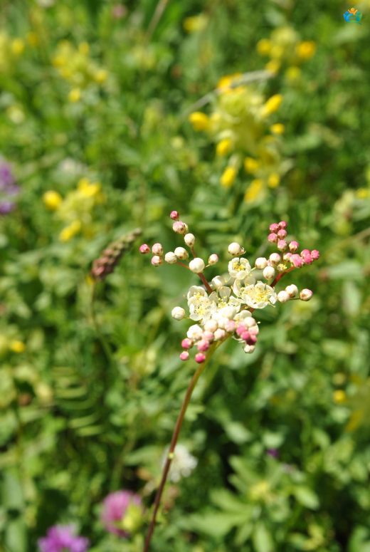 Çayır Melikesi (Filipendula vulgaris Moench): Doğanın Şifalı Kraliçesi — inline image