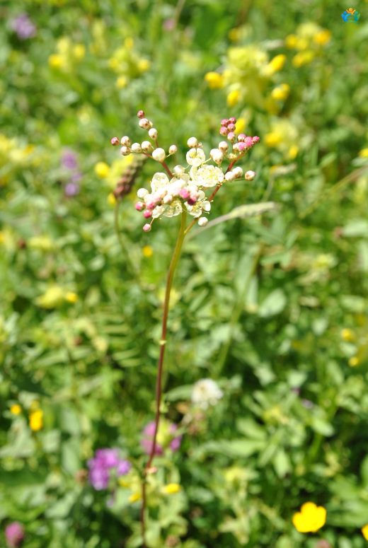 Çayır Melikesi (Filipendula vulgaris Moench): Doğanın Şifalı Kraliçesi — inline image