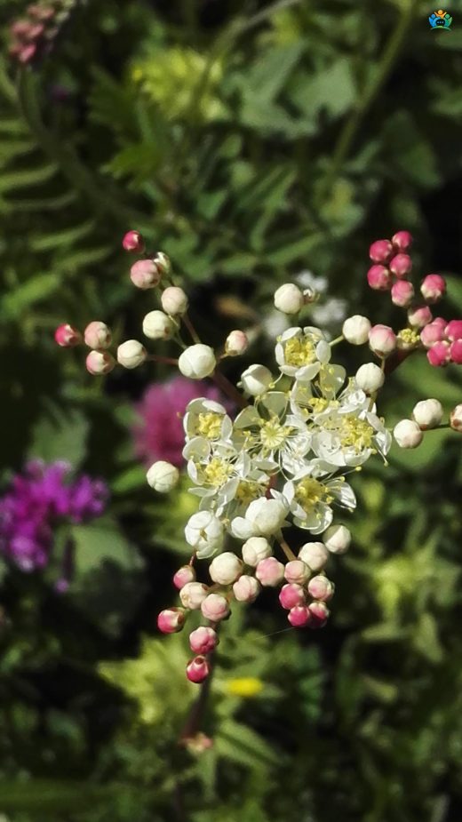 Çayır Melikesi (Filipendula vulgaris Moench): Doğanın Şifalı Kraliçesi — inline image