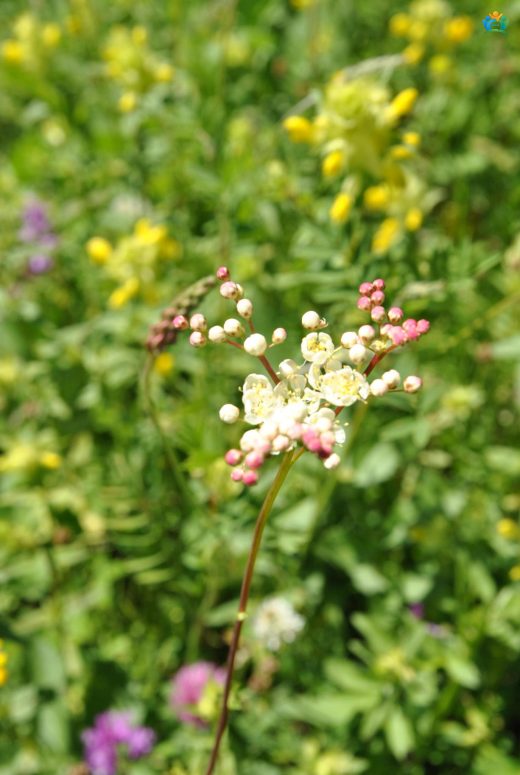 Çayır Melikesi (Filipendula vulgaris Moench): Doğanın Şifalı Kraliçesi — inline image