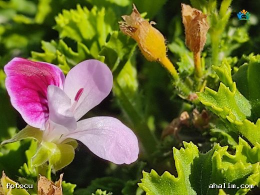 Ceylangözü (Pelargonium capitatum): Hoş Kokulu Bir Bitki — cover