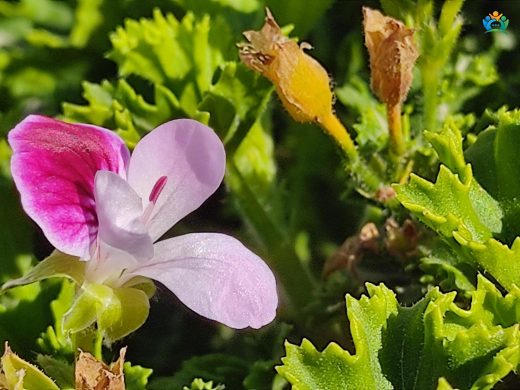 Ceylangözü (Pelargonium capitatum): Hoş Kokulu Bir Bitki — inline image