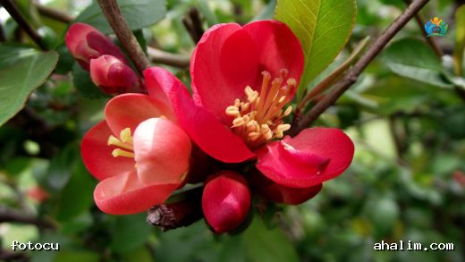 Chaenomeles speciosa (Sweet) Nakai: Çin Ayvası’nın Büyüleyici Dünyası — cover