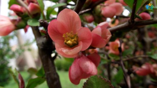Chaenomeles speciosa (Sweet) Nakai: Çin Ayvası’nın Büyüleyici Dünyası — inline image
