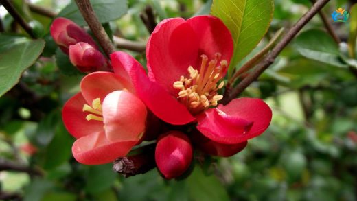 Chaenomeles speciosa (Sweet) Nakai: Çin Ayvası’nın Büyüleyici Dünyası — inline image