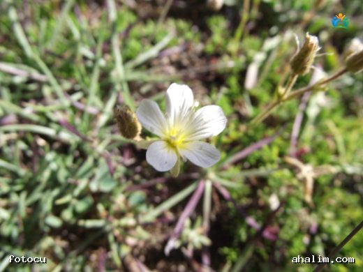 Cherleria capillacea (All.) A.J.Moore & Dillenb.: Alplerde Büyüyen İnce Bir Güzellik — cover