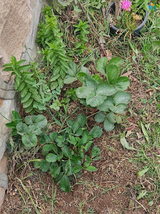 Çilek (Fragaria × ananassa): Doğanın Tatlı Mucizesi — inline image