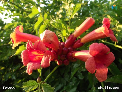 Çin Trompet Çiçeği (Campsis grandiflora): Bahçelerin Renkli Yıldızları — cover