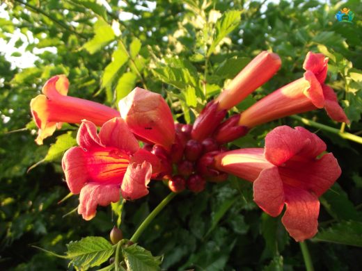 Çin Trompet Çiçeği (Campsis grandiflora): Bahçelerin Renkli Yıldızları — inline image