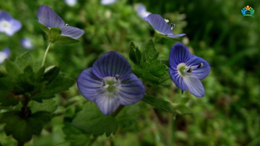 Cırcamuk Otu (Veronica Persica) Hakkında Detaylı Yazı — inline image