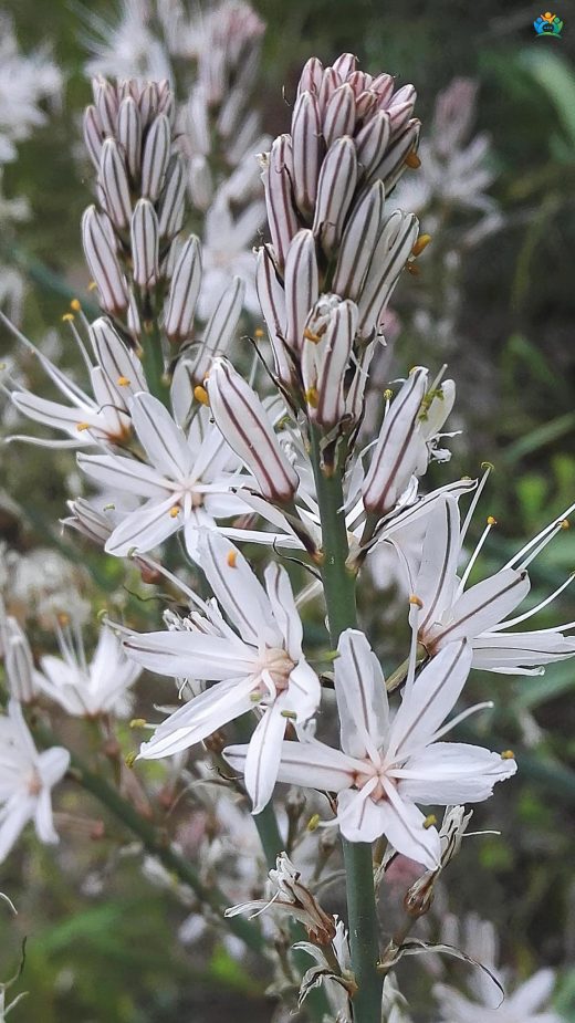 Çiriş Otu (Asphodelus ramosus L.) Hakkında Detaylı İnceleme — inline image
