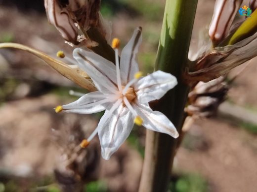 Çiriş Otu (Asphodelus ramosus L.) Hakkında Detaylı İnceleme — inline image