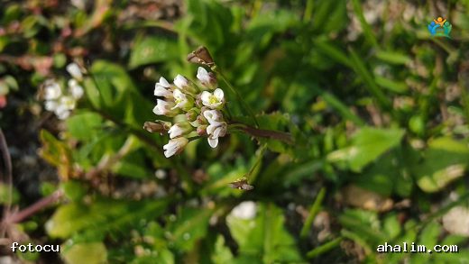 Çobançantası (Capsella bursa-pastoris) Hakkında Her Şey — cover