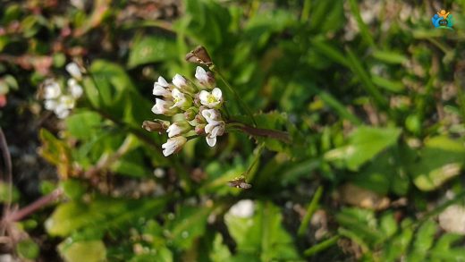 Çobançantası (Capsella bursa-pastoris) Hakkında Her Şey — inline image