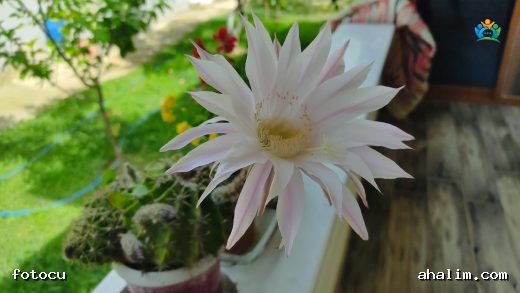 Çölün Yıldızı: Echinopsis Ancistrophora'nın Yeşil Dünyamıza Kattığı Estetik — cover