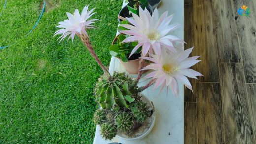Çölün Yıldızı: Echinopsis Ancistrophora'nın Yeşil Dünyamıza Kattığı Estetik — inline image