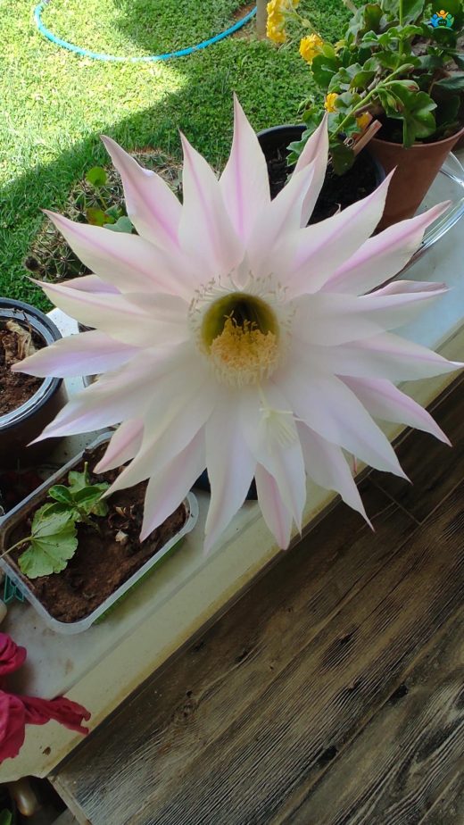 Çölün Yıldızı: Echinopsis Ancistrophora'nın Yeşil Dünyamıza Kattığı Estetik — inline image