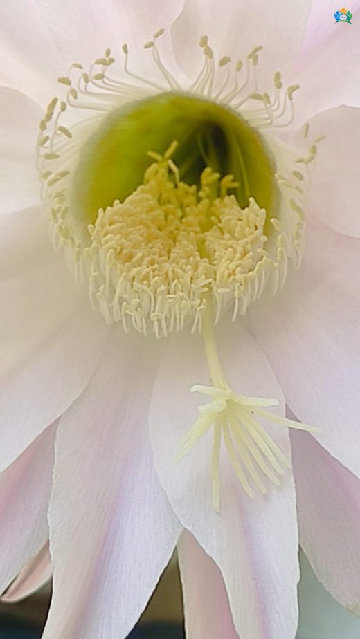 Çölün Yıldızı: Echinopsis Ancistrophora'nın Yeşil Dünyamıza Kattığı Estetik — inline image