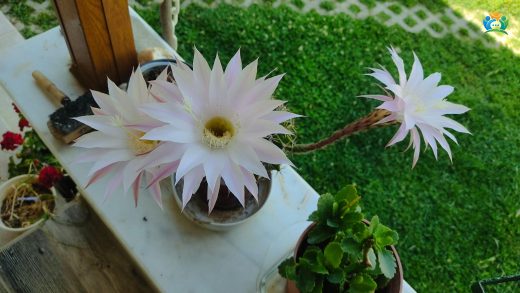 Çölün Yıldızı: Echinopsis Ancistrophora'nın Yeşil Dünyamıza Kattığı Estetik — inline image