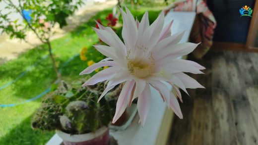 Çölün Yıldızı: Echinopsis Ancistrophora'nın Yeşil Dünyamıza Kattığı Estetik — inline image