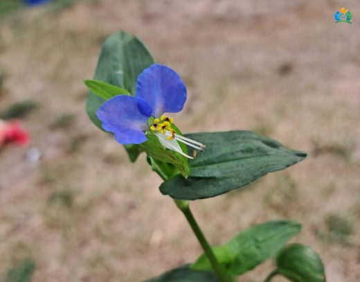 Commelina communis: Gözden Kaçan Bir İstilacı — inline image