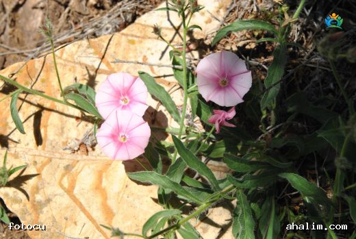 Convolvulus althaeoides — cover