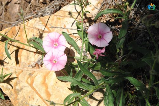 Convolvulus althaeoides — inline image