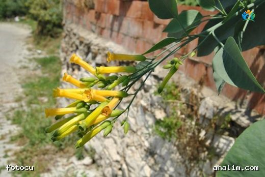 Çorak Toprakların Sarı Çiçeği: Ağaç Tütünü (Nicotiana glauca) — cover