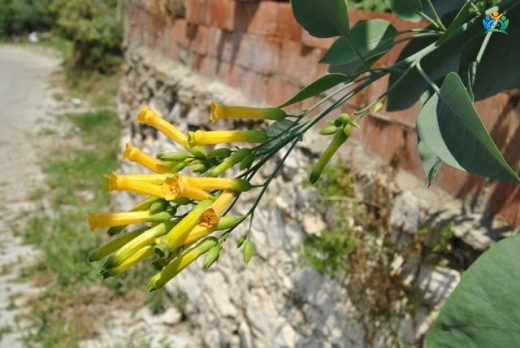 Çorak Toprakların Sarı Çiçeği: Ağaç Tütünü (Nicotiana glauca) — inline image