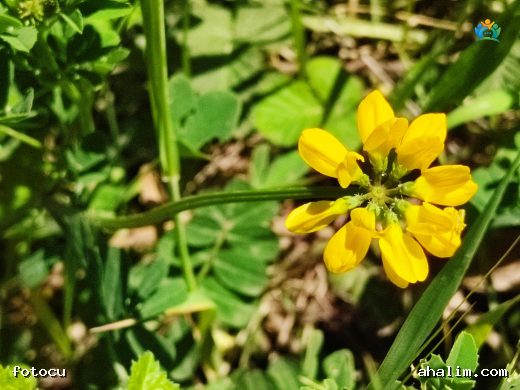 Coronilla securidaca (Boynuzlu Çiçek): Baharın Sarı Noktaları — cover