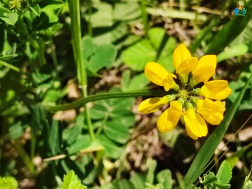 Coronilla securidaca (Boynuzlu Çiçek): Baharın Sarı Noktaları — inline image