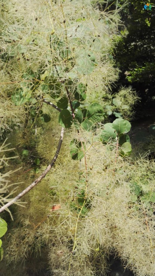 Cotinus coggygria Scop. (Duman Ağacı): Büyüleyici Bir Bitki — inline image