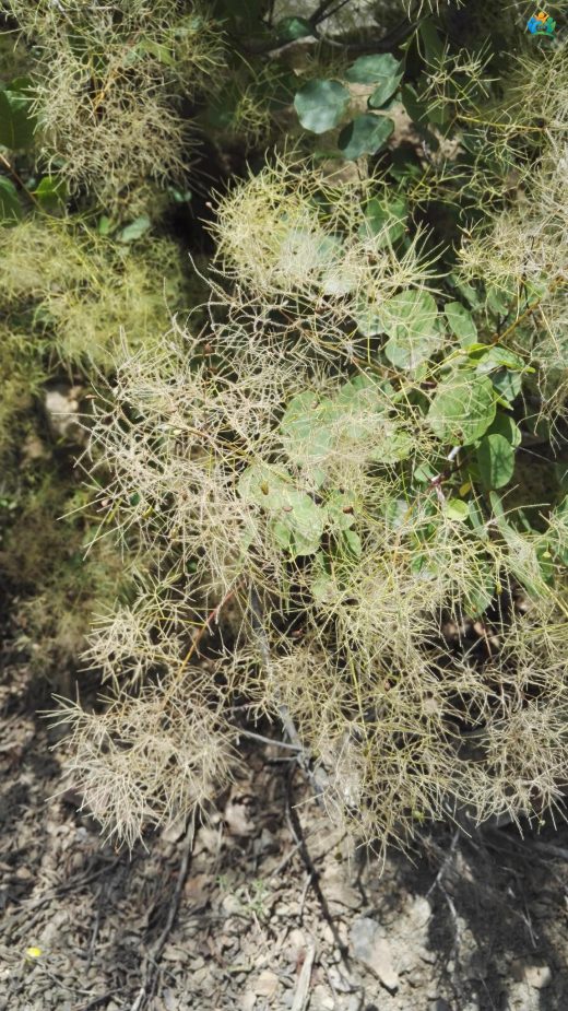 Cotinus coggygria Scop. (Duman Ağacı): Büyüleyici Bir Bitki — inline image