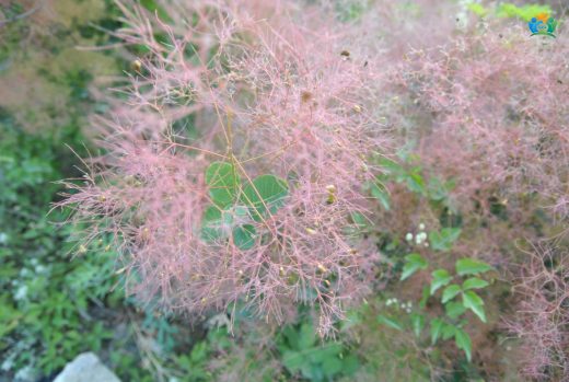Cotinus coggygria Scop. (Duman Ağacı): Büyüleyici Bir Bitki — inline image