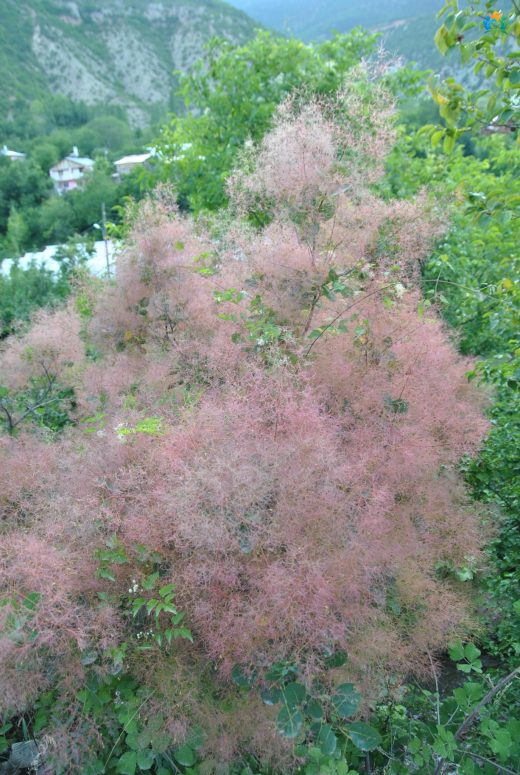 Cotinus coggygria Scop. (Duman Ağacı): Büyüleyici Bir Bitki — inline image