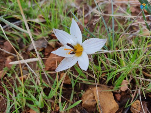 Crocus Hyemalis Tavor Hakkında Detaylı Yazı — inline image