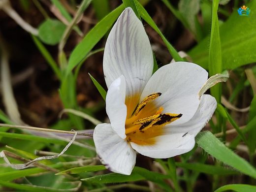 Crocus Hyemalis Tavor Hakkında Detaylı Yazı — inline image