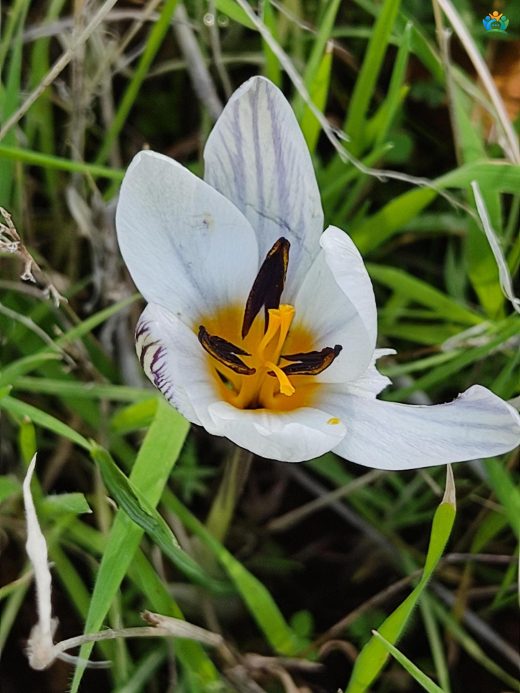 Crocus Hyemalis Tavor Hakkında Detaylı Yazı — inline image
