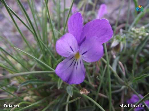 Dağ menekşesi (Viola lutea (L.) Huds.) — cover