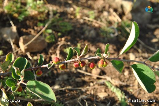 Dağ Muşmulası (Cotoneaster nummularius): Dağların Yeşil Halısı — cover