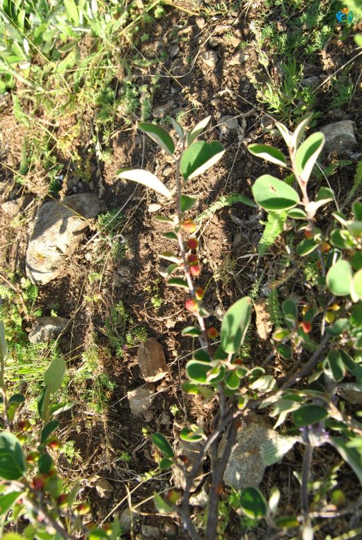 Dağ Muşmulası (Cotoneaster nummularius): Dağların Yeşil Halısı — inline image