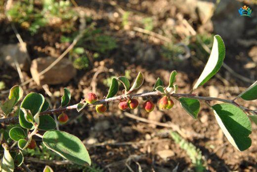 Dağ Muşmulası (Cotoneaster nummularius): Dağların Yeşil Halısı — inline image