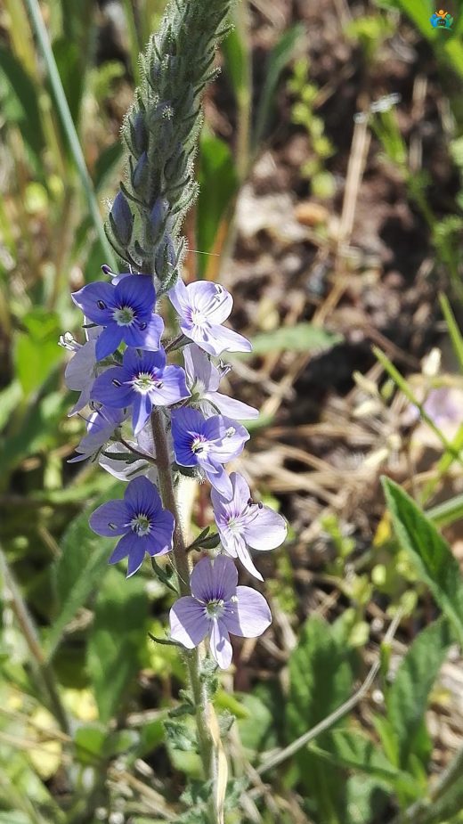 Dağların Zarif Mavisi: Gentiyan Yapraklı Veronic (Veronica gentianoides) — inline image