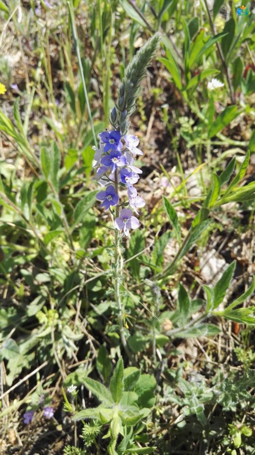 Dağların Zarif Mavisi: Gentiyan Yapraklı Veronic (Veronica gentianoides) — inline image