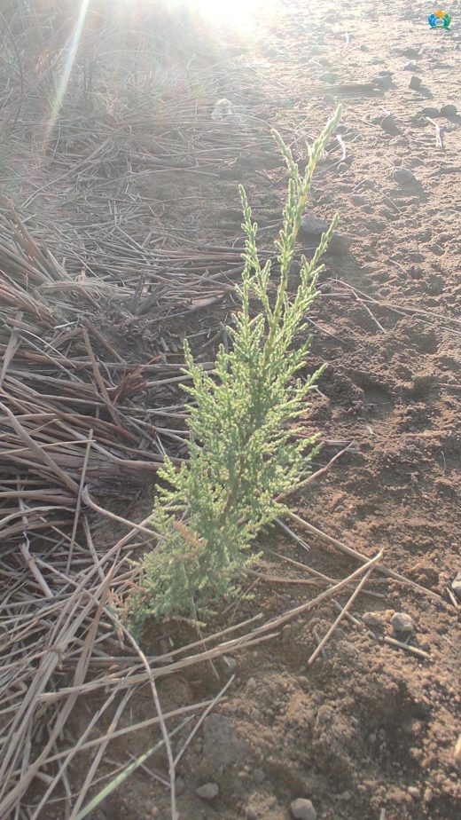 Deli Ilgın (Tamarix parviflora DC.): Tuzlu Toprakların Dayanıklı Bitkisi — inline image