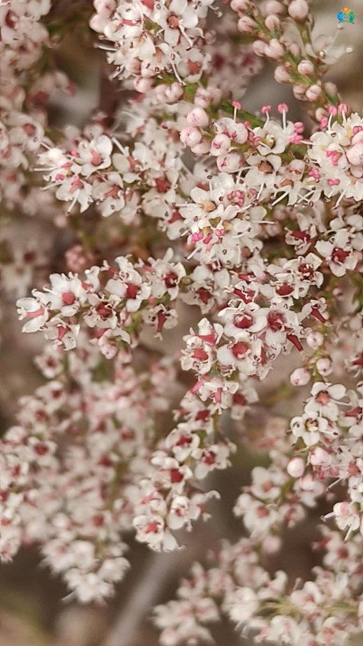 Deli Ilgın (Tamarix parviflora DC.): Tuzlu Toprakların Dayanıklı Bitkisi — inline image