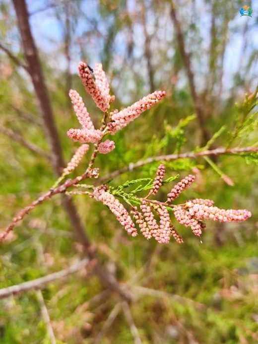 Deli Ilgın (Tamarix parviflora DC.): Tuzlu Toprakların Dayanıklı Bitkisi — inline image